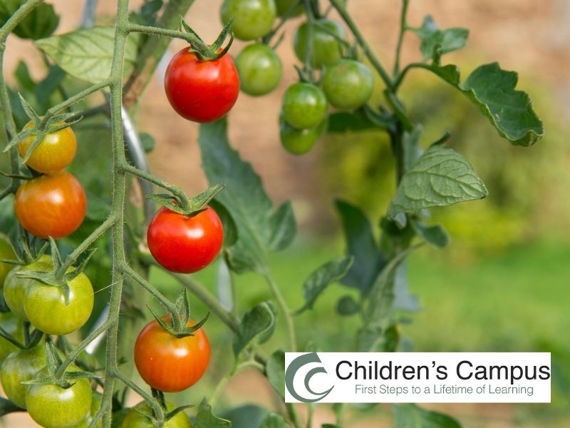 vegetable garden greenville