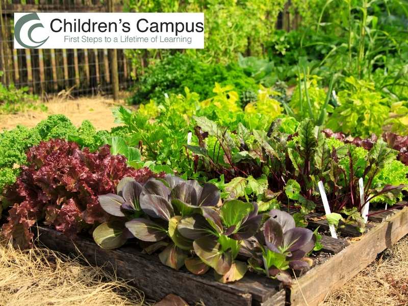 how to build a vegetable garden greenville
